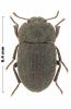 Opatrum iwani